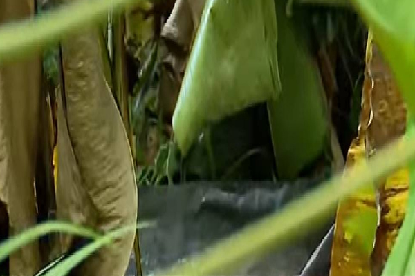  ആളൊഴിഞ്ഞ പുരയിടത്തിൽ സ്ത്രീയുടെ മൃതദേഹം കത്തിക്കരിഞ്ഞ നിലയിൽ